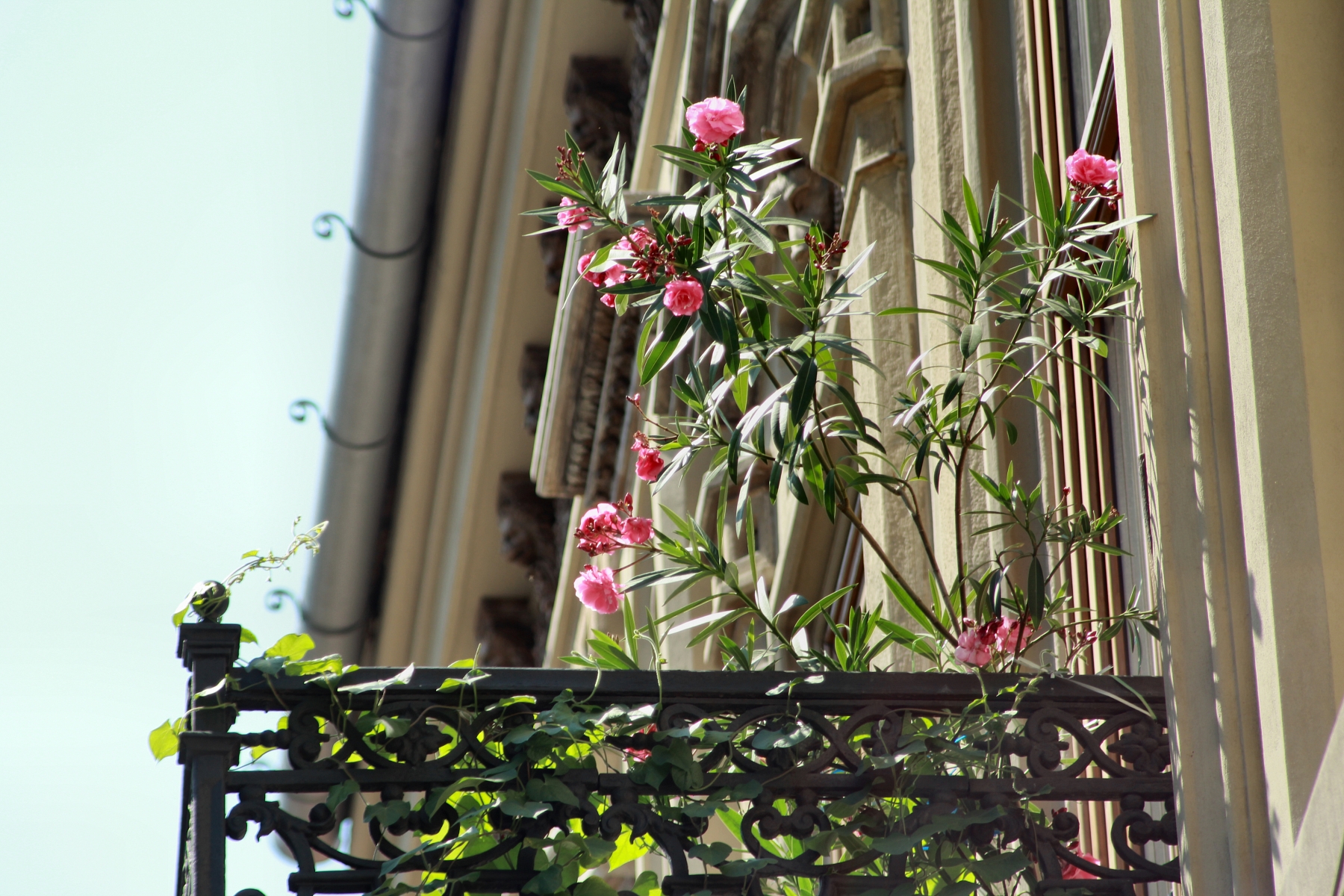 Interview with the President of the Cluj/Kolozsvár Town Embellishment Society