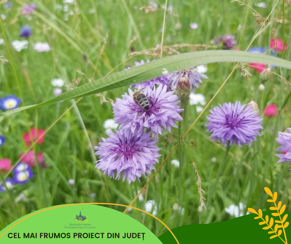 Nouă proiecte florale au câștigat premii la concursul ’’Clujul cu flori’’ 2021