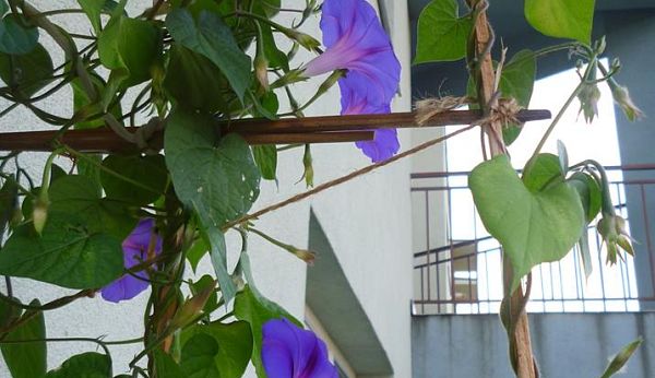 Virágok az erkélyen